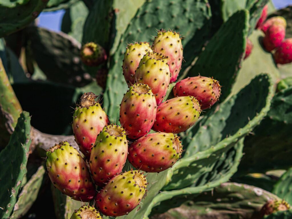 Prickly pears